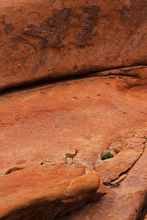 klipspringerの写真素材