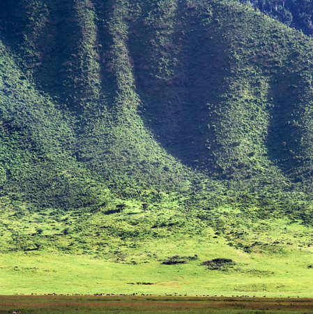 savannahの写真素材