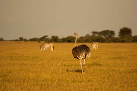 ostrichの写真素材