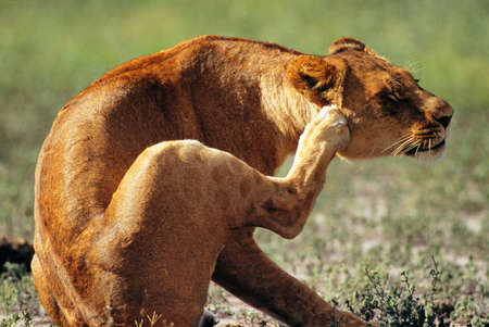 lionessの写真素材