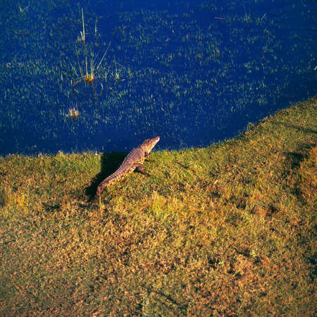 crocodileの写真素材