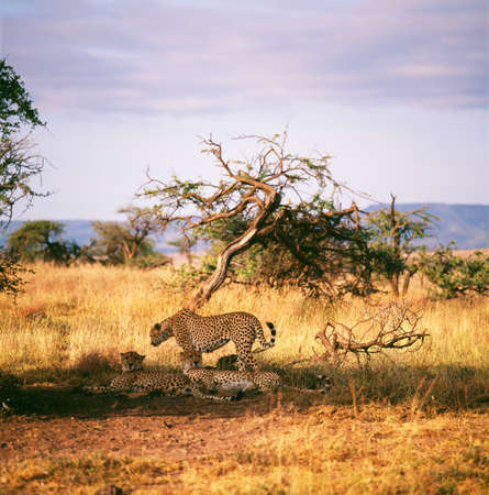 cheetahの写真素材