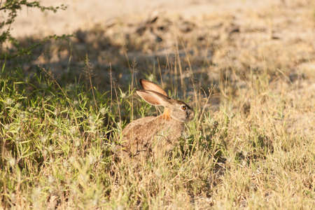 rabbitの写真素材