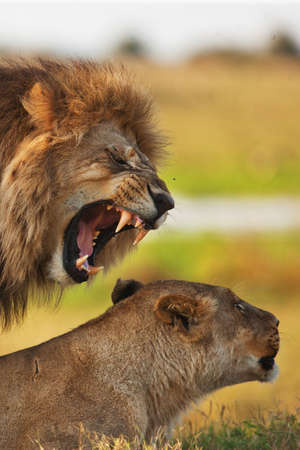 lionsの写真素材