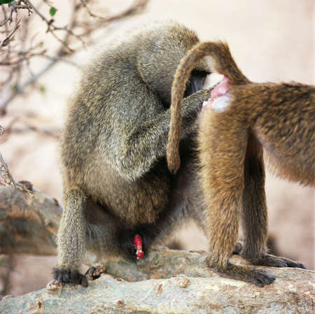 baboonの写真素材