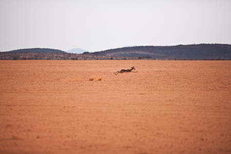 impalaの写真素材