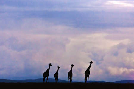 giraffeの写真素材