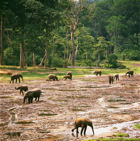 elephantの写真素材