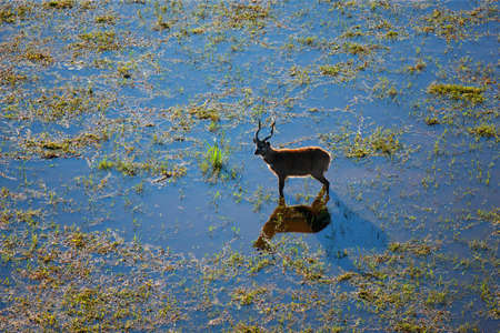 impala in the wild