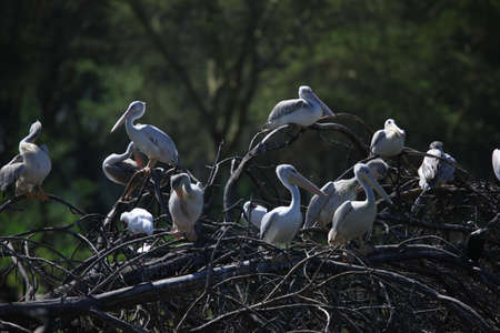 Pelicanの写真素材