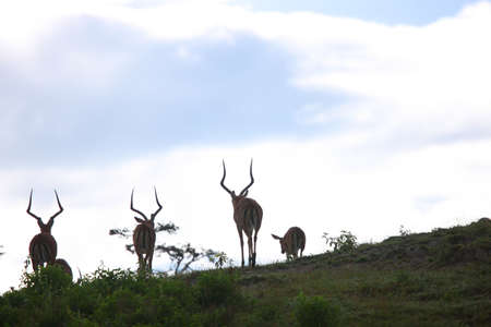 impalaの写真素材