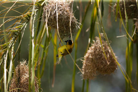 birdsの写真素材