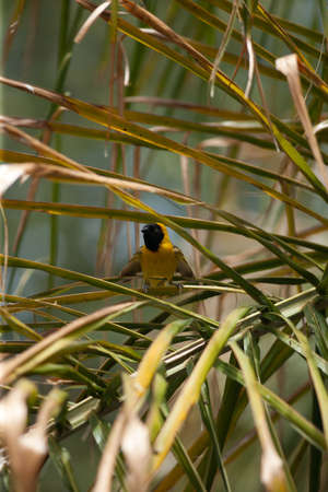 birdsの写真素材