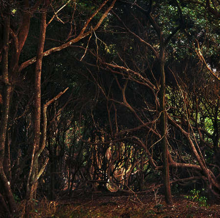 jungle in gabonの写真素材