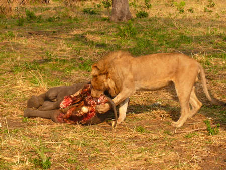 lion is huntingの写真素材