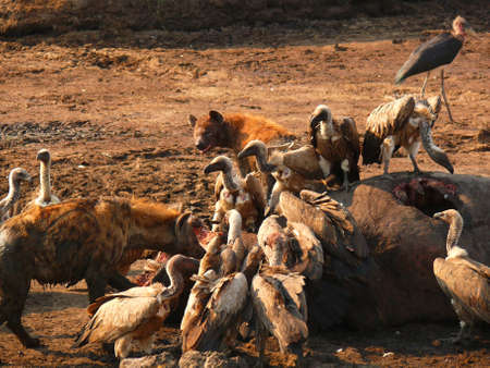 hyena is huntingの写真素材