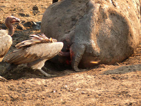 Vultureの写真素材