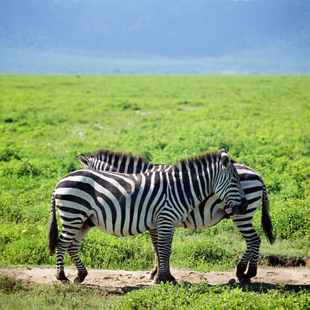 zebra in savannah in tanzaniaの写真素材