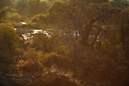 baobab tree in savannah in Namibia