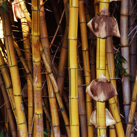 bamboo trees in namibian savannahの写真素材