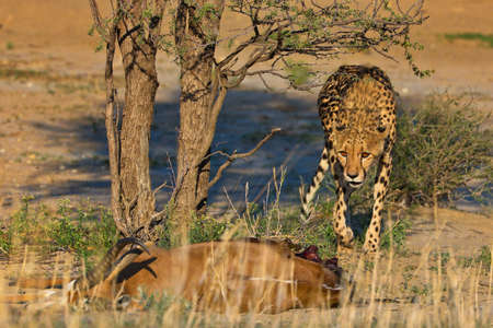 Cheetah is hunting in savannah in namibiaの写真素材