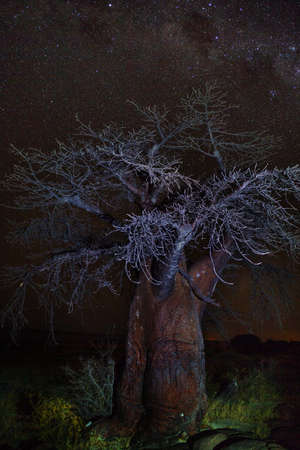 Baobab under stars in namib desertの写真素材