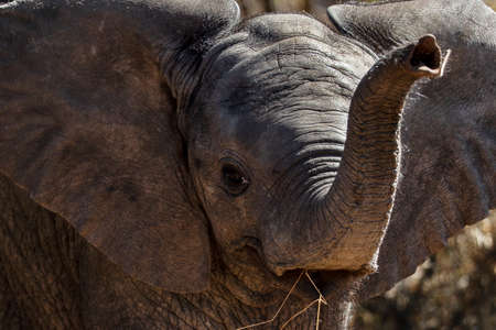elephant in savannah in namibiaの写真素材