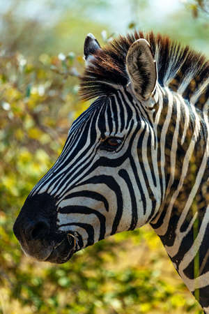 Zebra in savannah in namibiaの写真素材