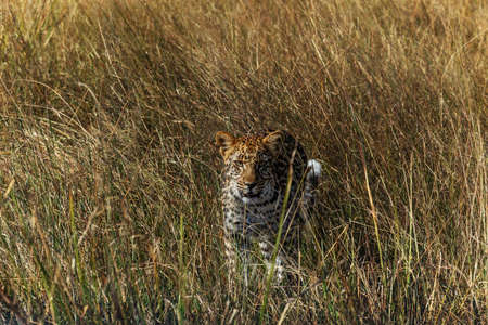 Leopard in savannah in Namibiaの写真素材