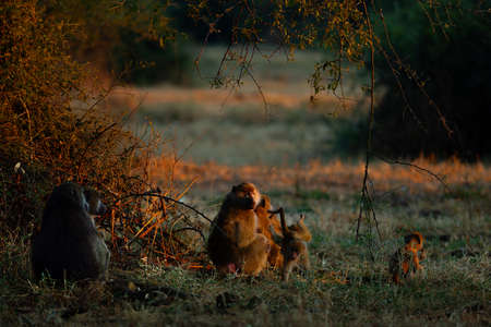 group of macaque in namibiaの写真素材