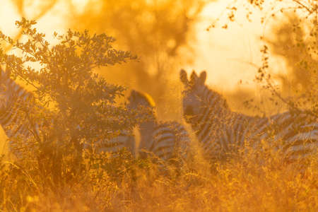 Zebra in savannah in namibiaの写真素材