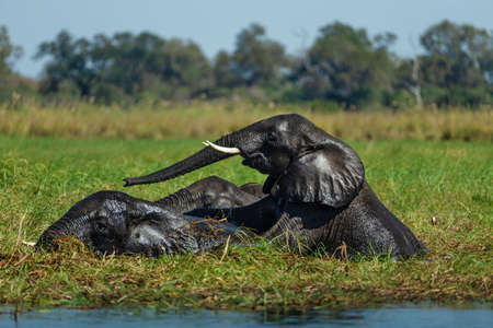 elephant in savannah in namibiaの写真素材