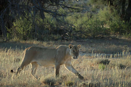 lioness is hunting in savannah