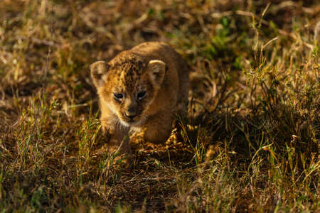 baby of lion in savannah
