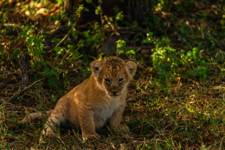 baby of lion in savannahの写真素材