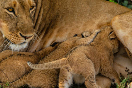 baby of lion in savannahの写真素材