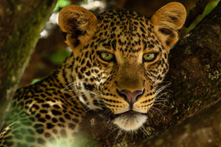 Portrait of leopard in Kenyaの写真素材