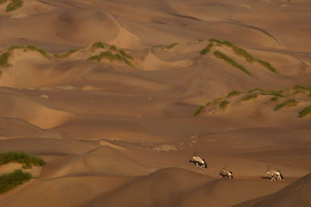 oryx in namib desertの写真素材