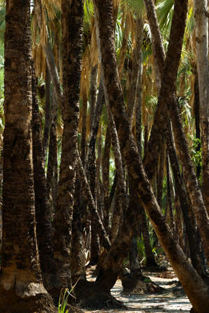 a beautiful view in namibiaの写真素材