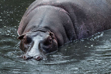 Hippo in lake in kenya