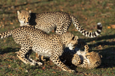 cheetah in savannah in kenyaの写真素材