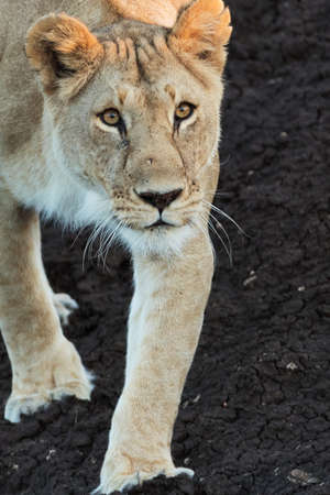 lion in savannah in kenyaの写真素材