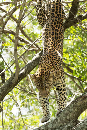 A leopard in savannah in kenyaの写真素材