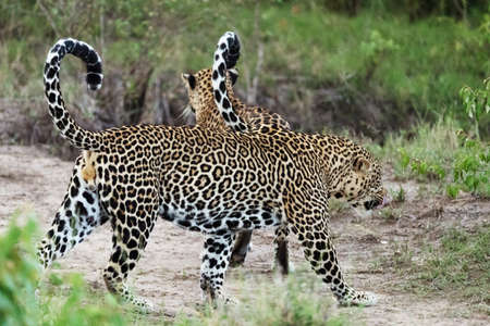 A leopard in savannah in kenyaの写真素材