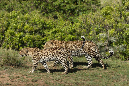 A leopard in savannah in kenya