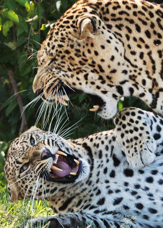 A leopard in savannah in kenyaの写真素材