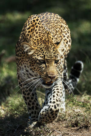 A leopard in savannah in kenyaの写真素材