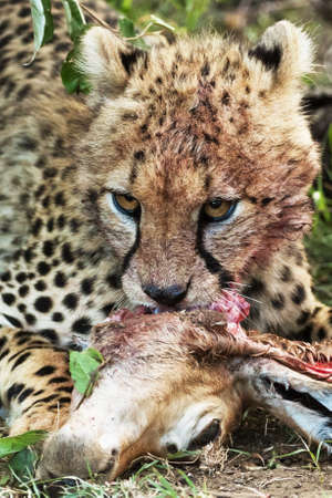 cheetah is hunting in savannahの写真素材