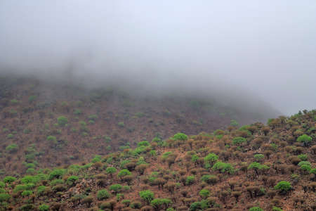 a landscape of savannah in namibia