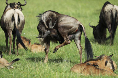 Group of wildebeest in savannahの写真素材